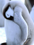 Pete Oxford - Emperor Penguins, Atka Bay, Weddell Sea, Antarctic Peninsula, Antarctica Fotografická reprodukce Pete Oxford - Emperor Penguins, Atka Bay, Weddell Sea, Antarctic Peninsula, Antarctica Fotografická reprodukce