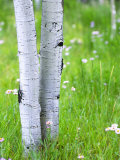 Aspen Trees and Wildflowers, Lake City, Colorado, USA Photographic Print by Janell Davidson Aspen Trees and Wildflowers, Lake City, Colorado, USA Photographic Print by Janell Davidson