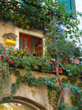 Grape Arbor and Flowers, Lake Garda, Malcesine, Italy Photographic Print by Lisa S. Engelbrecht