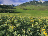 Balsamroot in the Absaroka Mountains, Livingston, Montana, USA Photographic Print by Chuck Haney