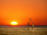 Giraffes Stretch their Necks at Sunset, Ethosha National Park, Namibia Photographie par Janis Miglavs