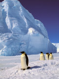 Pete Oxford - Emperor Penguins, Cape Darnley, Australian Antarctic Territory, Antarctica Fotografická reprodukce Pete Oxford - Emperor Penguins, Cape Darnley, Australian Antarctic Territory, Antarctica Fotografická reprodukce