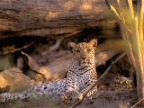 Leopard, Okavango Delta, Botswana Photographie par Pete Oxford