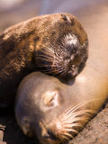 Stuart Westmoreland - Mom and Baby Sea Lions, South Plaza Island, Galapagos Islands National Park, Ecuador Fotografická reprodukce