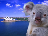 Portrayal of Opera House and Koala, Sydney, Australia Fotografisk trykk av Bill Bachmann
