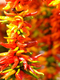 Chili Peppers, Seattle Public Market, Washington, USA Photographic Print by Michele Westmorland