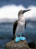 Blue Footed Booby, Galapagos Islands, Ecuador Photographie par Gavriel Jecan