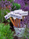 Lavender Stakes with Names and Lavender in Pots, Washington, USA Photographic Print by Janell Davidson