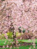 Flowering Cherry Tree, Seattle Arboretum, Washington, USA Photographic Print by Janell Davidson