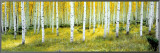 Ashley National Forest Framed Canvas Print by Alain Thomas