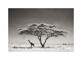 Giraffe in the Shade Giclee Print by Andy Biggs