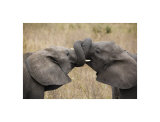 Elephant Hug reproduction procédé giclée par Andy Biggs