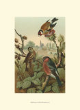 Pinsons Posters