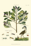 Naturalist Study II Prints by A. Bell
