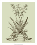 Vintage Aloe III Posters par Abraham Munting
