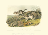 Marmot Squirrel Arte di John James Audubon