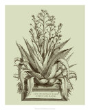 Vintage Aloe IV Art by Abraham Munting