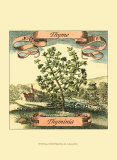 Tomillo Pósters por Theodor de Bry Tomillo Pósters por Theodor de Bry