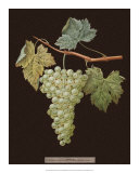 Brookshaw White Grapes Print by George Brookshaw