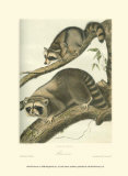 Racoon Kunst von John James Audubon