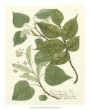 Weinmann Greenery III Poster von Johann Wilhelm Weinmann