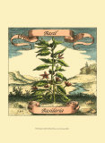 Basil Prints by Theodor de Bry
