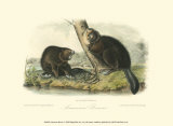 John James Audubon - American Beaver - Reprodüksiyon