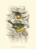 Mésange bleue Poster par Sir William Jardine