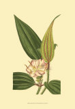 Tropical Ambrosia I Prints by Sydenham Teast Edwards