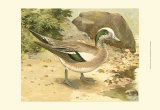 Green-Wing Teal Prints by Ridgway 