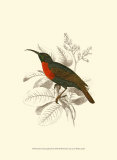 Jardine Hummingbird III Art by Sir William Jardine