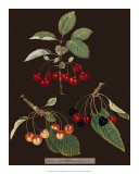 Brookshaw Cherries Plakater av George Brookshaw Brookshaw Cherries Plakater av George Brookshaw