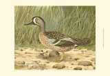 Blue-Wing Teal Posters by Ridgway 