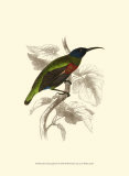 Jardine Hummingbird IV Art by Sir William Jardine