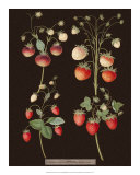 Brookshaw Strawberries Posters av George Brookshaw Brookshaw Strawberries Posters av George Brookshaw