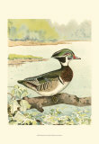 Woodduck Male Art by Ridgway 