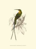 Jardine Hummingbird V Posters par Sir William Jardine