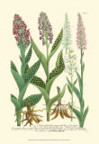 Lilac Blooms I Posters by Johann Wilhelm Weinmann
