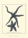 Indigo Starfish II Affischer av Denis Diderot Indigo Starfish II Affischer av Denis Diderot