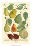 Plentiful Pears I Prints by Johann Wilhelm Weinmann