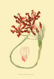 Le Fleur Rouge II Posters by Sydenham Teast Edwards