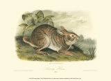 Swamp Hare Prints by John James Audubon