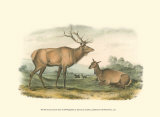 American Elk and Deer Prints by John James Audubon
