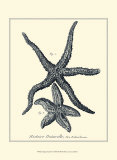 Indigo Starfish I Posters av Denis Diderot Indigo Starfish I Posters av Denis Diderot