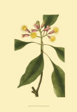 Tropical Ambrosia IV Posters by Sydenham Teast Edwards