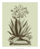 Vintage Aloe I Posters by Abraham Munting