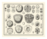 Aegean Collection II Prints
