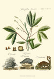 Naturalist Study I Poster av A. Bell