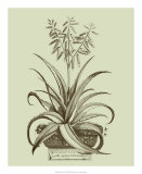 Vintage Aloe II Affiches par Abraham Munting