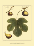 Feuille de figuier I Affiche par Langley 